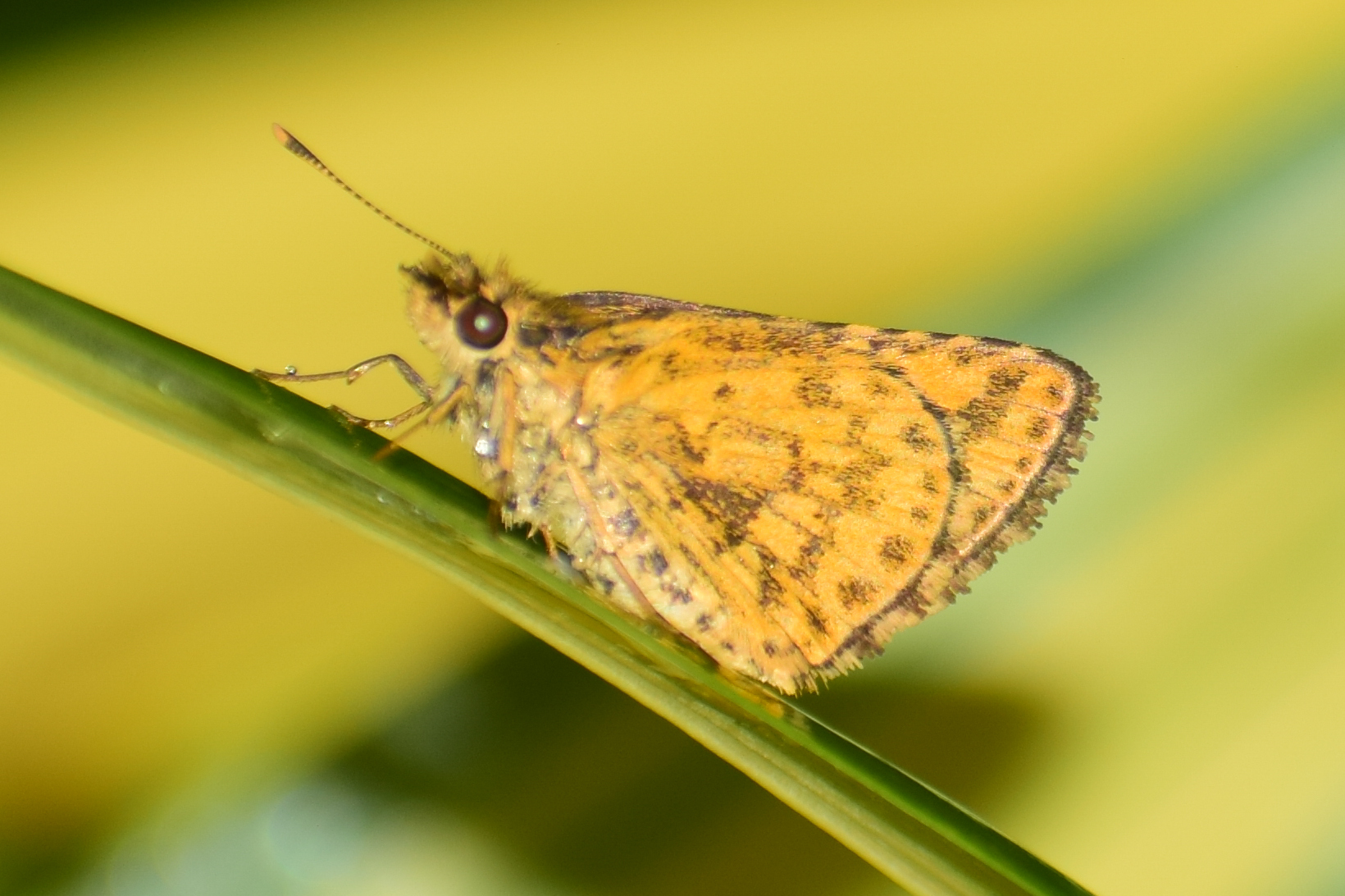 Bush Hopper