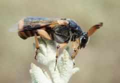 Ripiphorus rex
