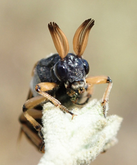 Ripiphorus rex