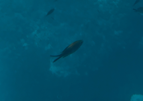 Chromis chromis