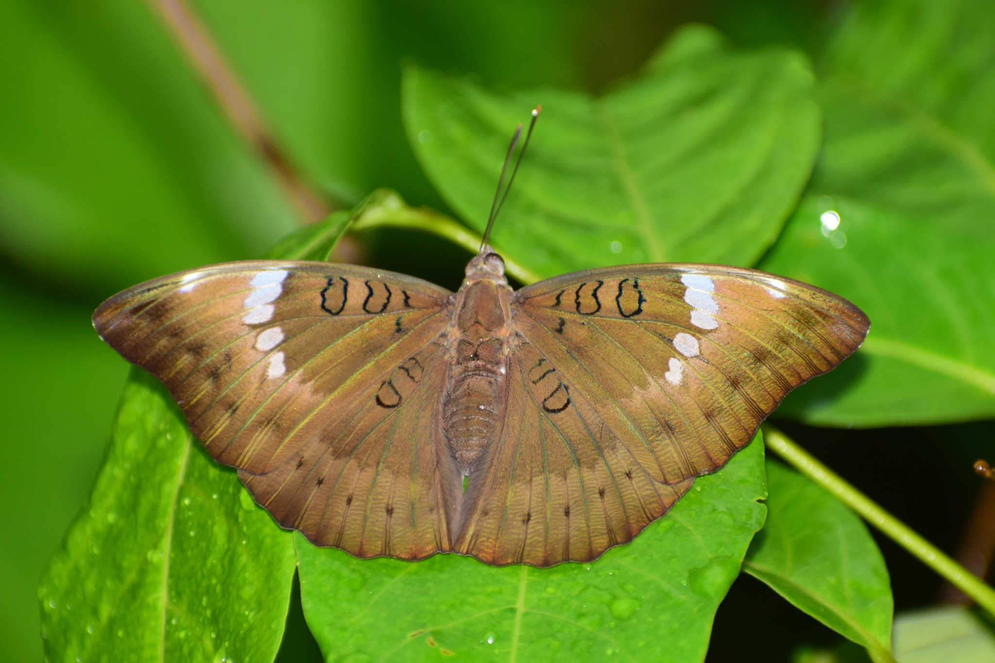 Common Baron