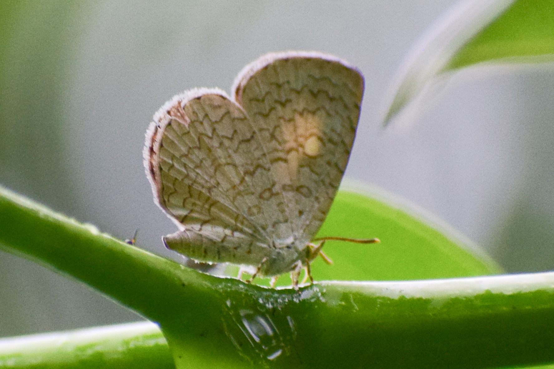 Apefly