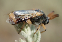 Ripiphorus rex