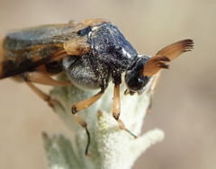 Ripiphorus rex