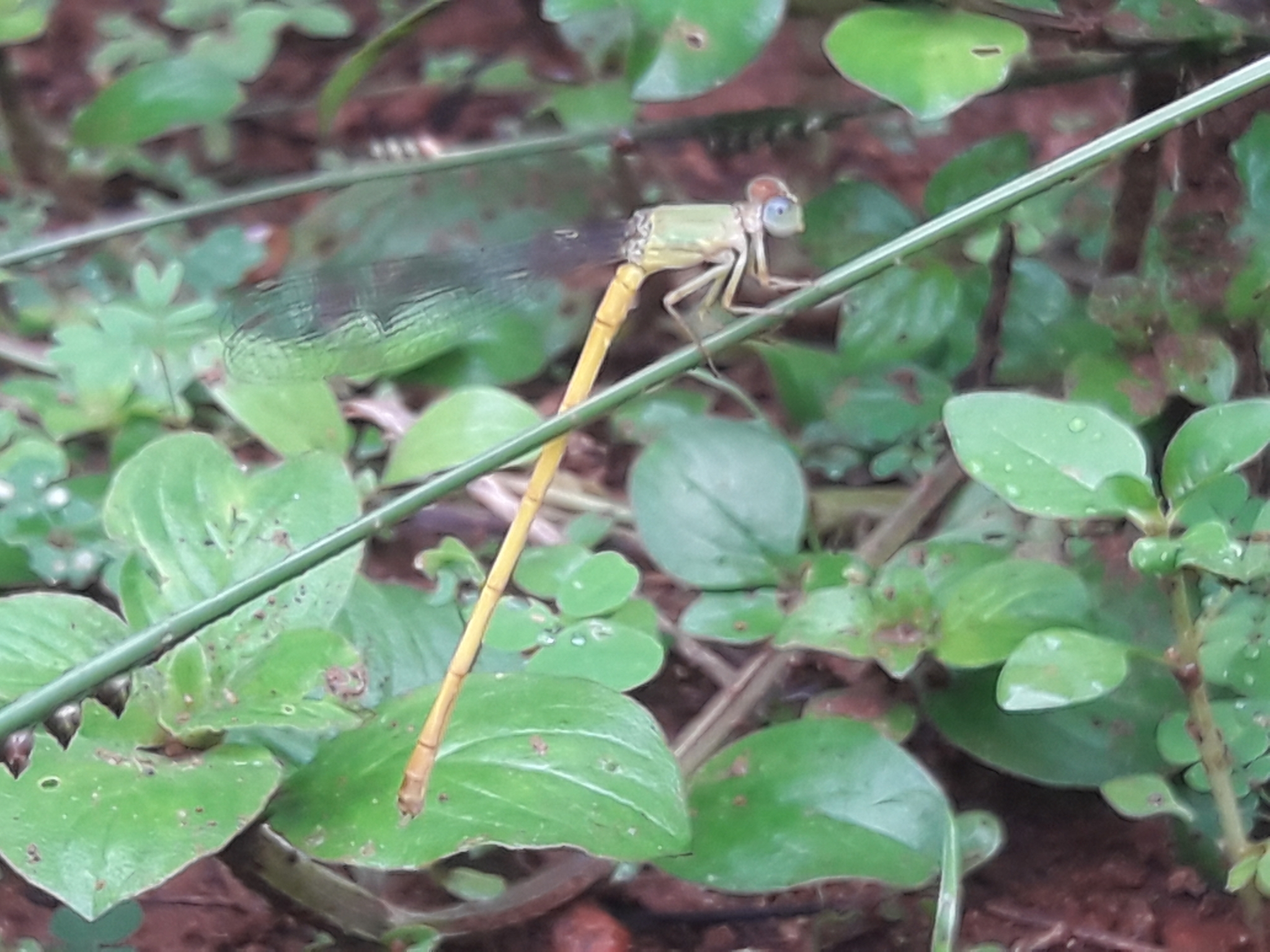 Coromandel Marsh Dart