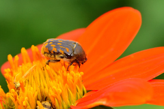 Euphoria subtomentosa