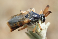 Ripiphorus rex