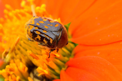 Euphoria subtomentosa