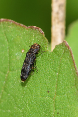 Agrilinae