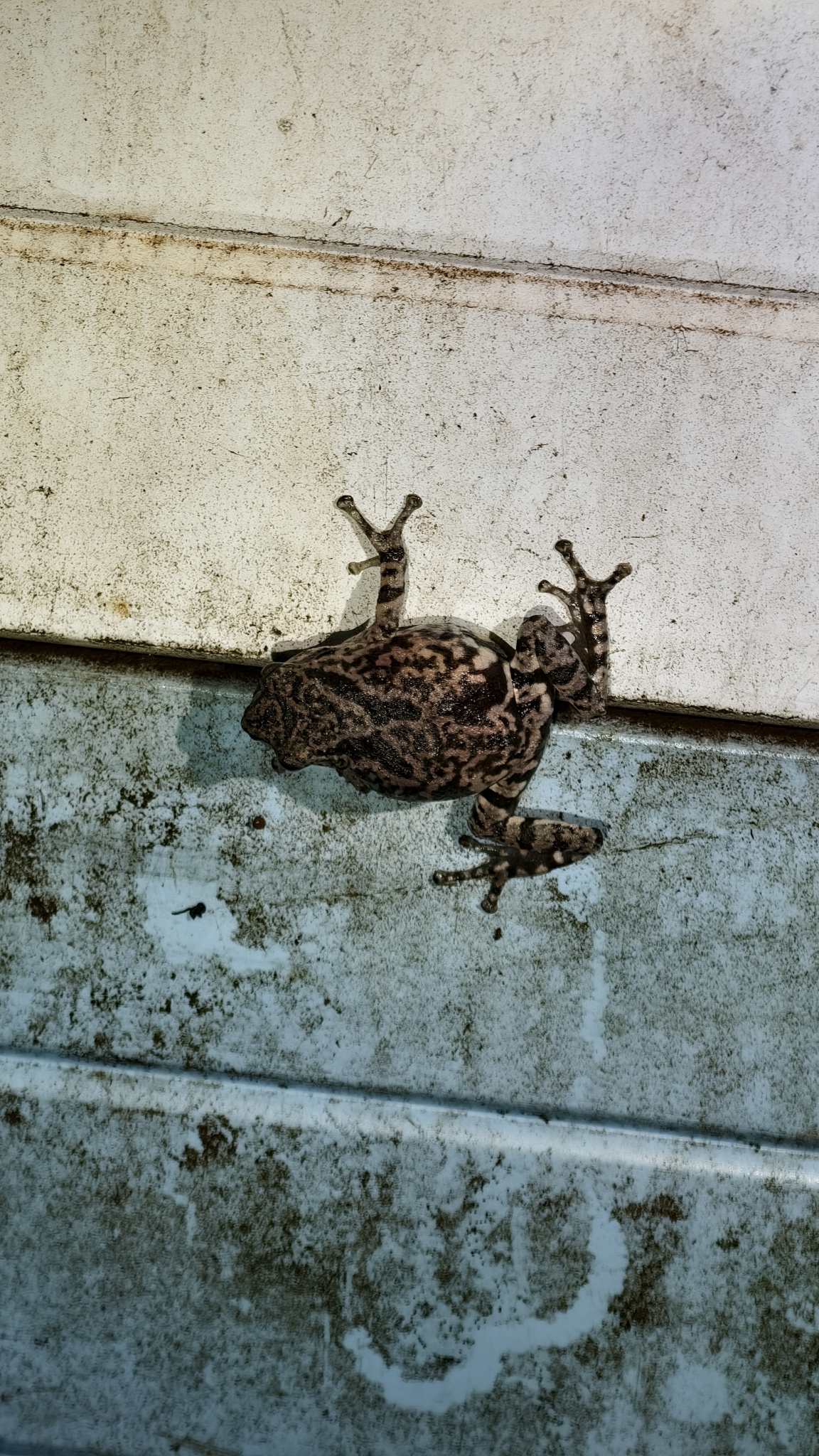 Ghate'S Bush Frog