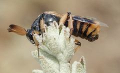Ripiphorus rex