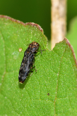 Agrilinae