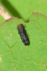 Agrilinae