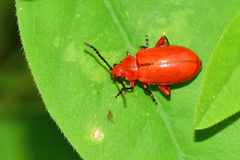 Disonycha antennata