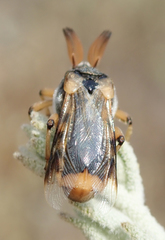 Ripiphorus rex