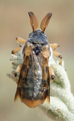 Ripiphorus rex