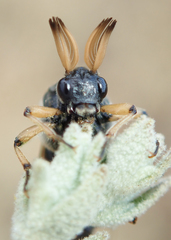 Ripiphorus rex