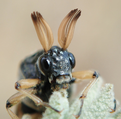 Ripiphorus rex
