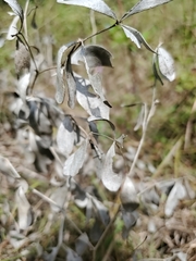 Baptisia bracteata