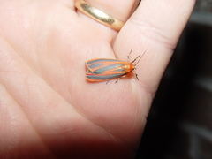 Hypoprepia miniata