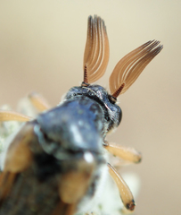 Ripiphorus rex