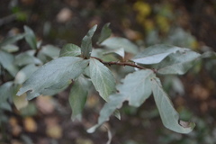 Elaeagnus commutata