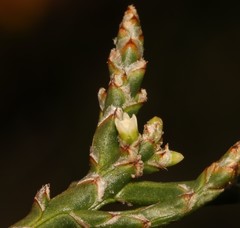 Thesium flexuosum