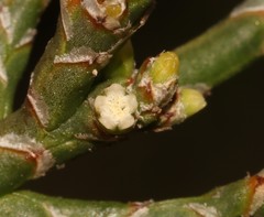 Thesium flexuosum
