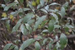 Elaeagnus commutata