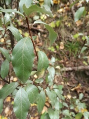 Elaeagnus commutata