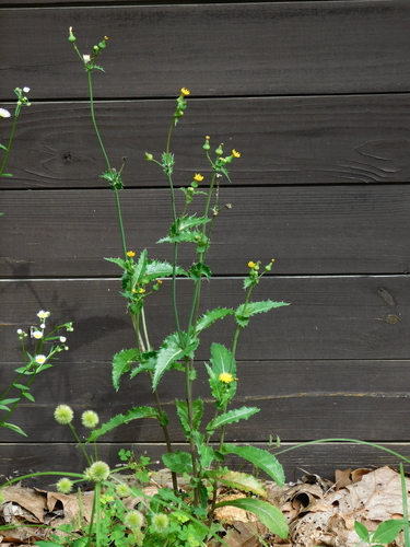 Sonchus asper
