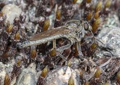 Machimus erythocnemius