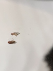 Drosophila