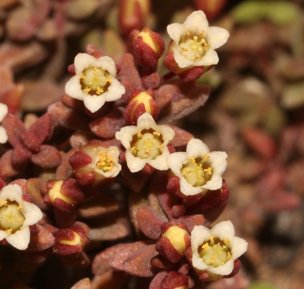 Crassula expansa 2