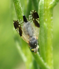 Tephritinae