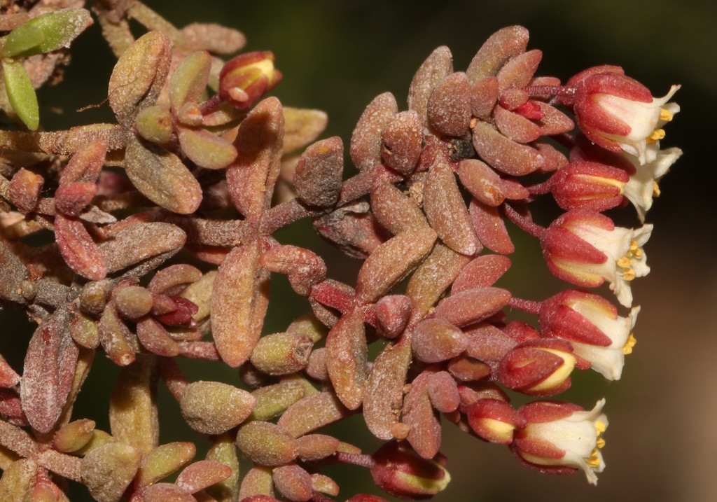 Crassula expansa