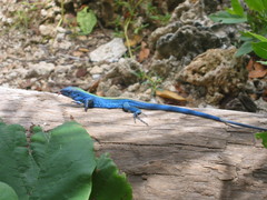 Cnemidophorus espeuti