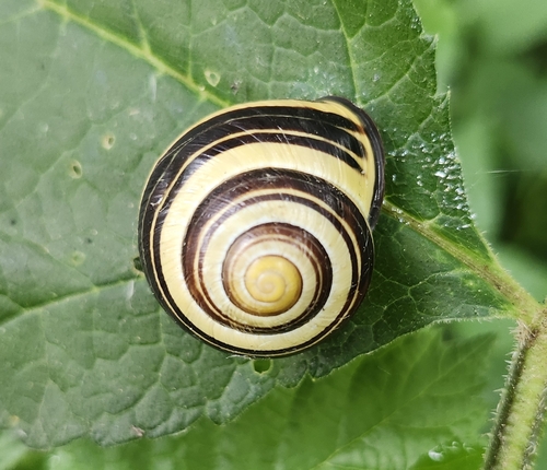 Cepaea nemoralis