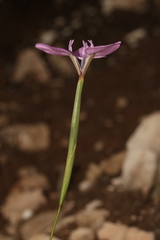 Moraea tripetala tripetala