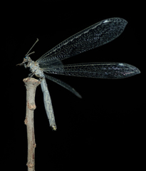 Nemoleontinae