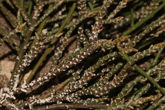 Thesium flexuosum