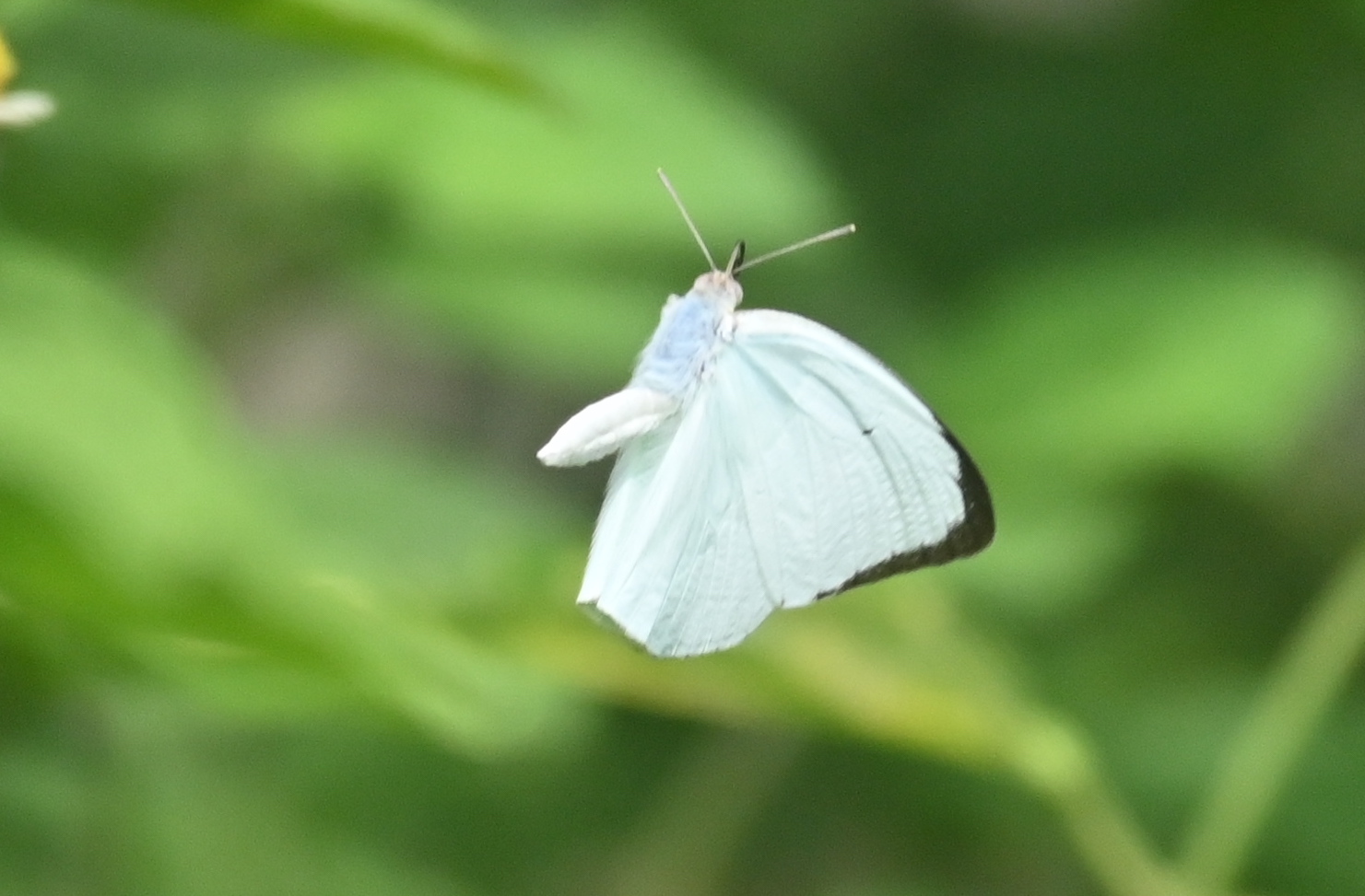 Mottled Emigrant