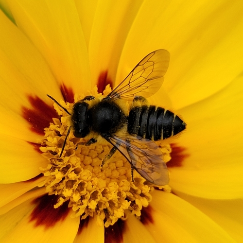 Patchwork Leafcutter Bee photo 3