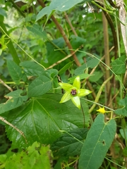 Gonolobus uniflorus