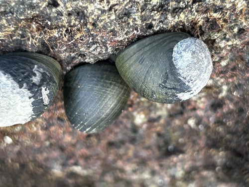 Nerita senegalensis observed 2025-06-14
