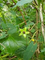 Gonolobus uniflorus