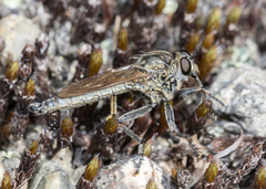 Machimus erythocnemius