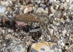 Machimus erythocnemius