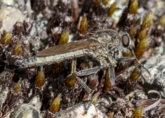 Machimus erythocnemius