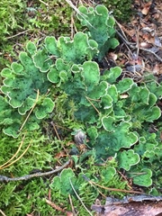 Peltigera britannica